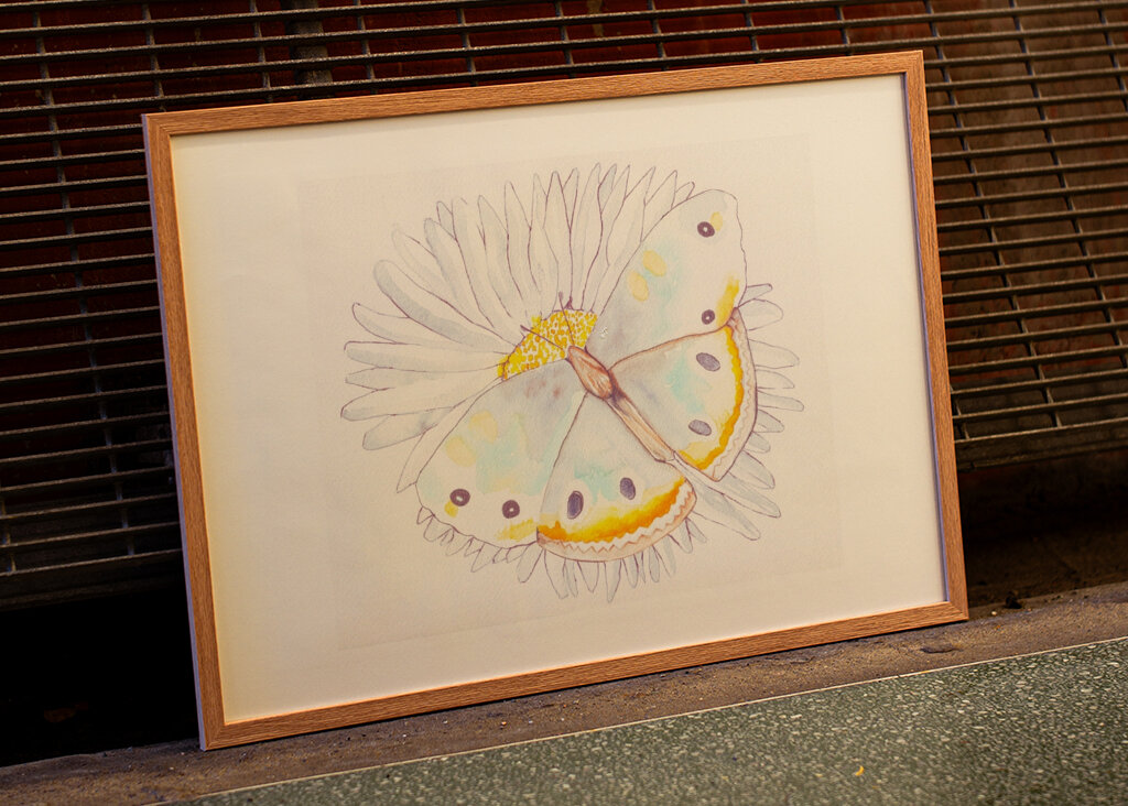 Butterfly and Daisies
