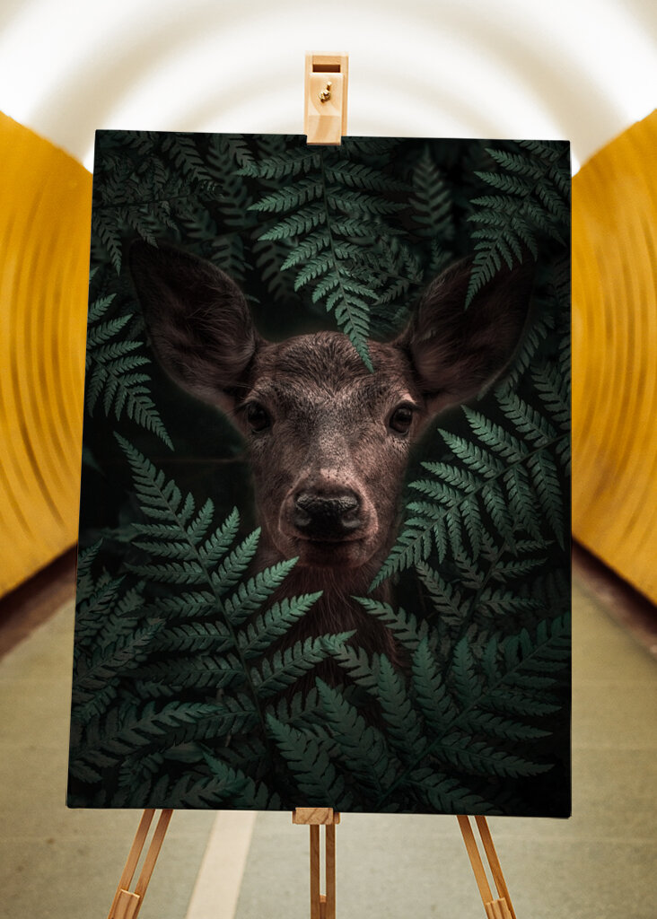 Páfrányerdő tekintete