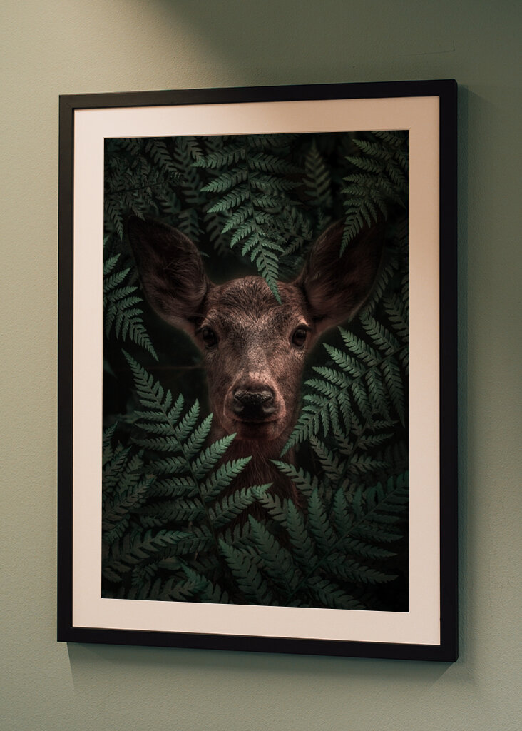 Páfrányerdő tekintete