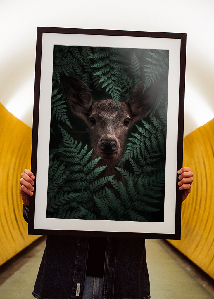 Páfrányerdő tekintete