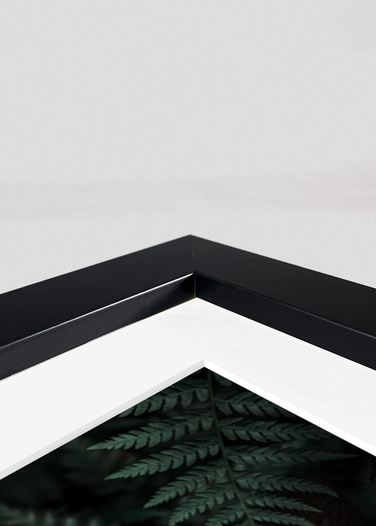 Páfrányerdő tekintete