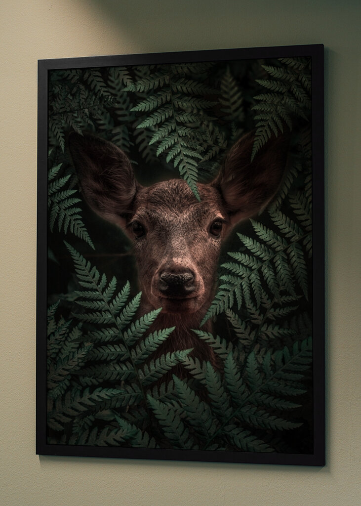 Páfrányerdő tekintete