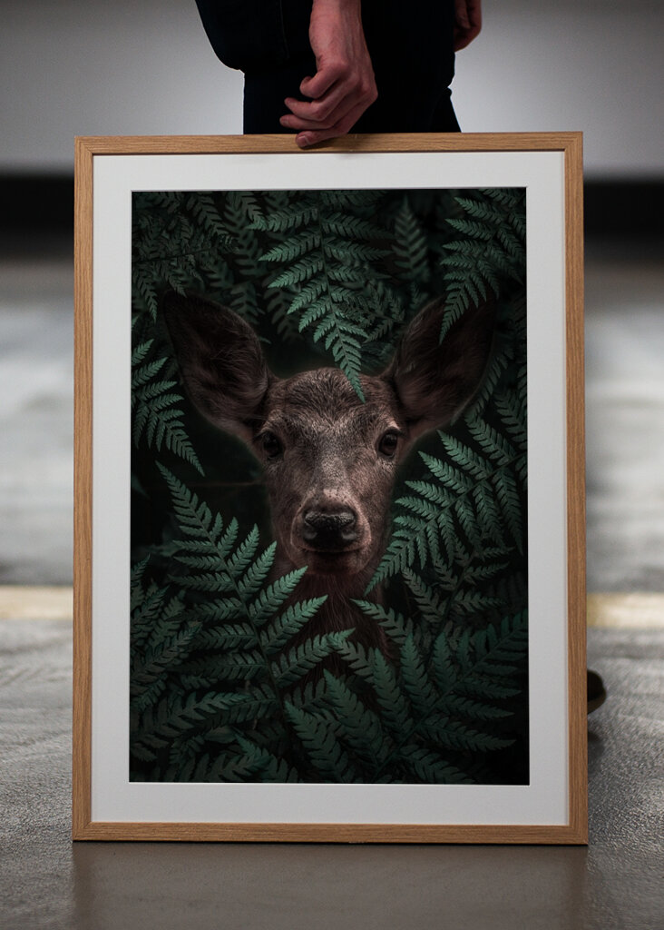 Páfrányerdő tekintete