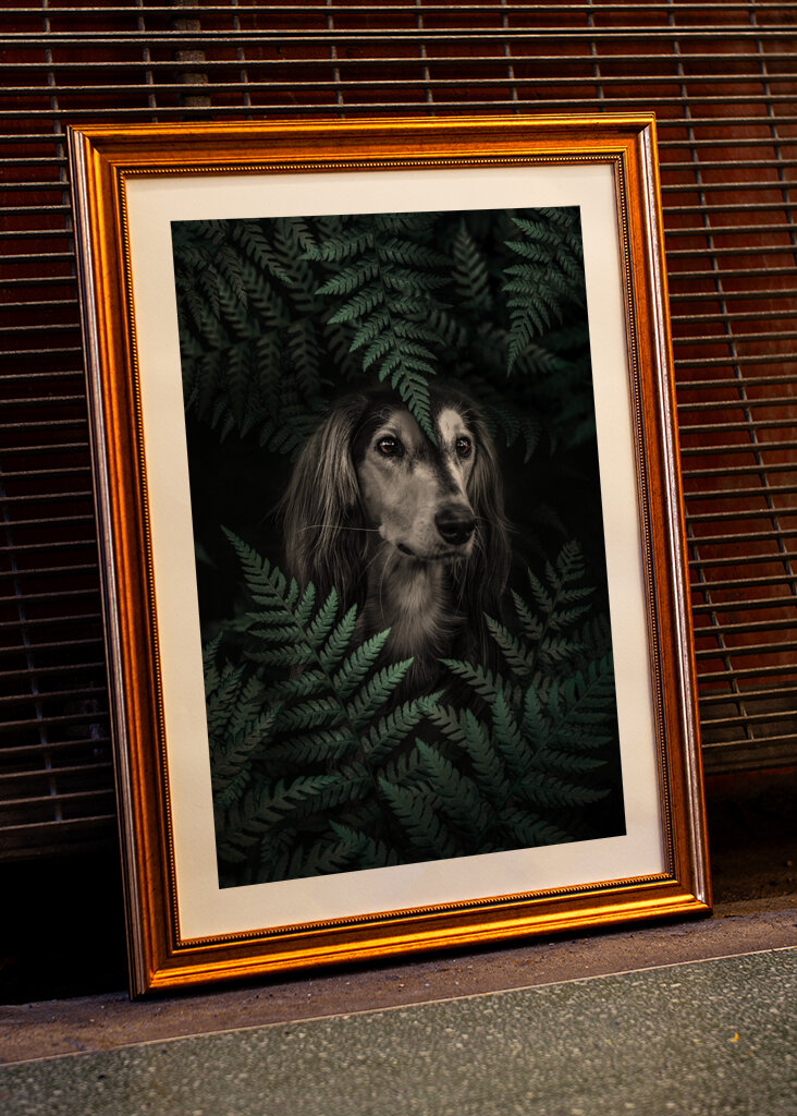 Farns wachsamer Blick