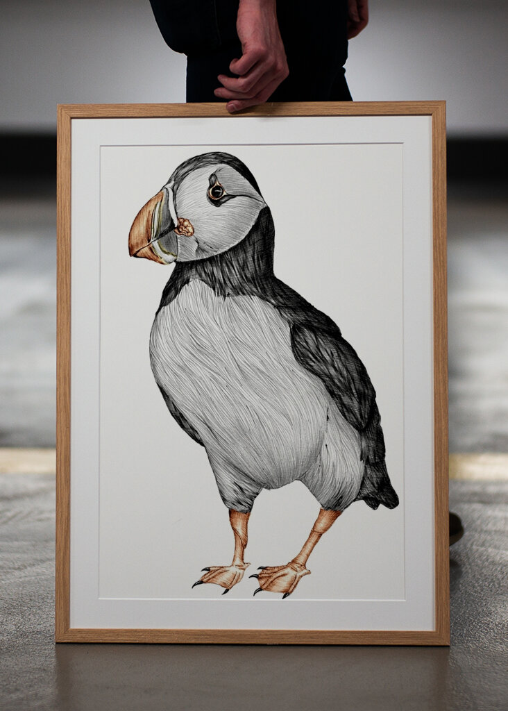 Papageientaucher-Blick