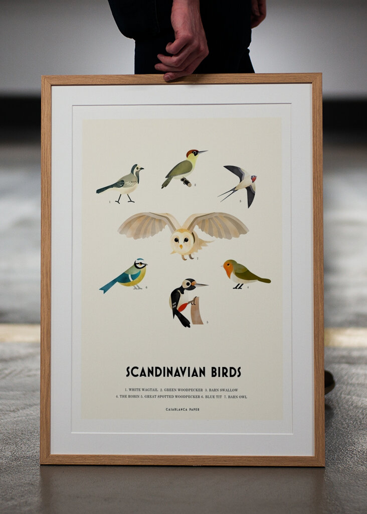 Nordic Bird Species
