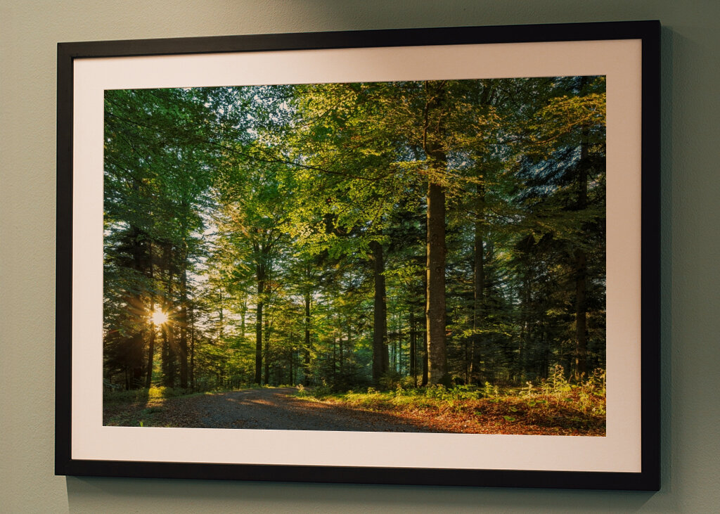 einsamer Weg im Wald