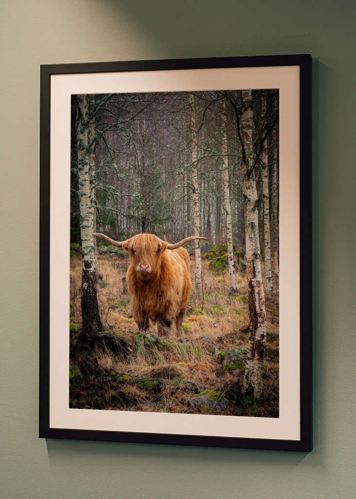 Highland Cattle 