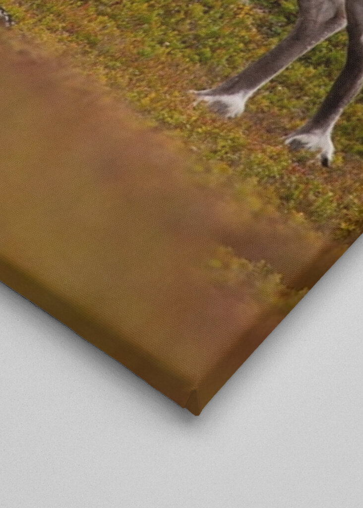 Meeting with reindeer