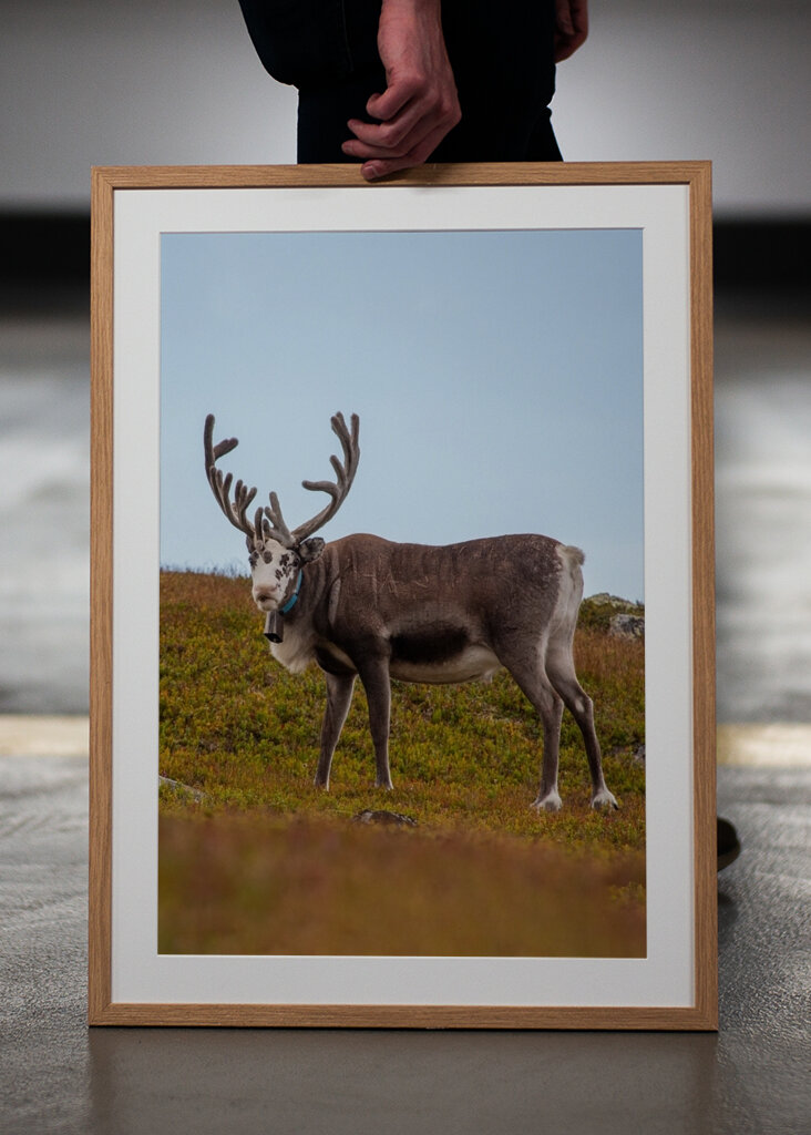 Meeting with reindeer