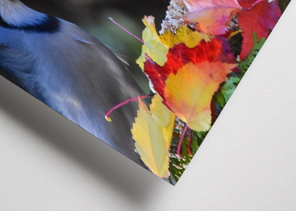 Blauhäher am Futterhäuschen