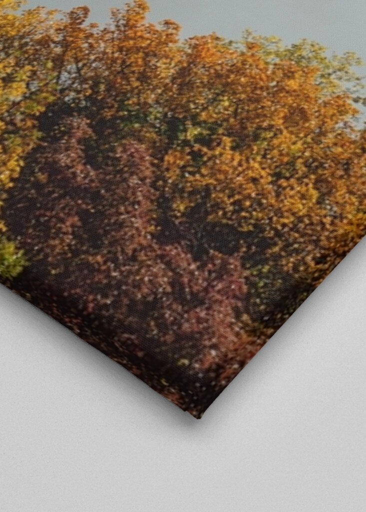 Mystischer Morgenwald