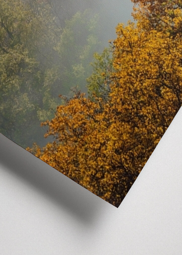 Mystischer Morgenwald