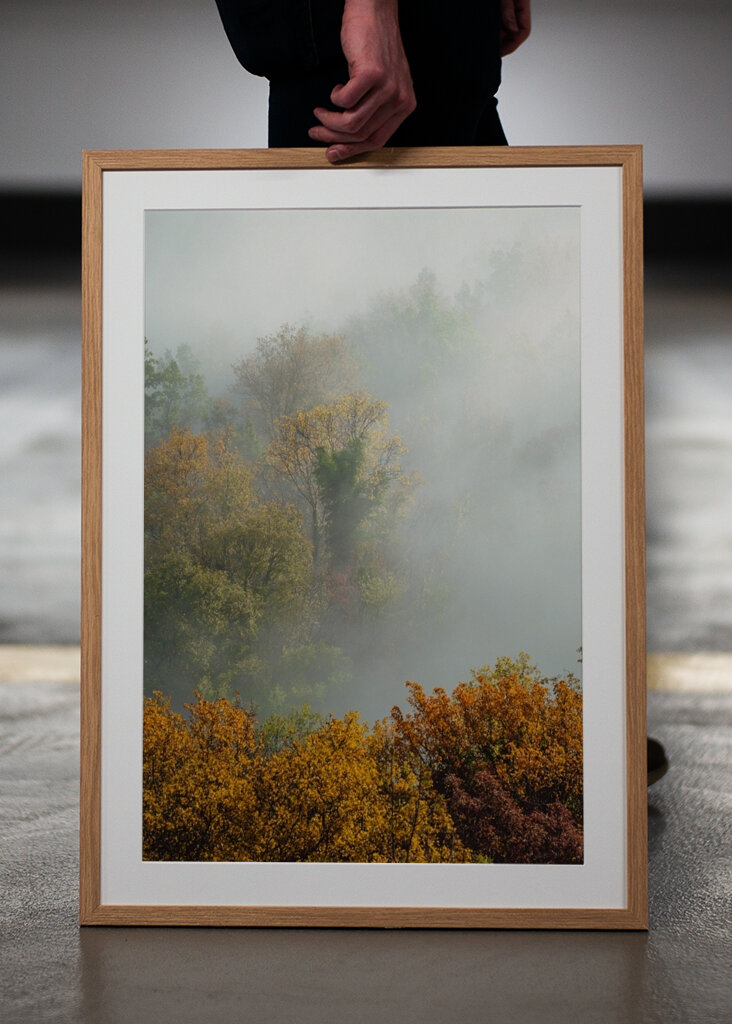 Mystischer Morgenwald