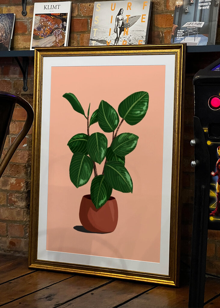 Rubberplant