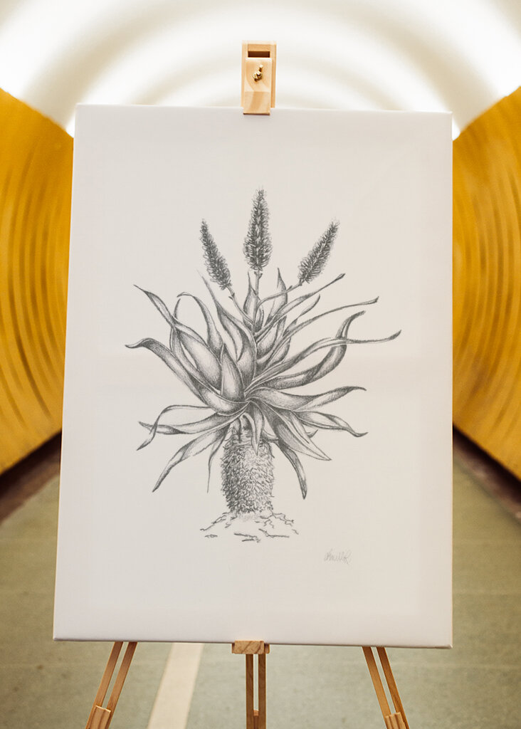 Půvabný květ aloe vera