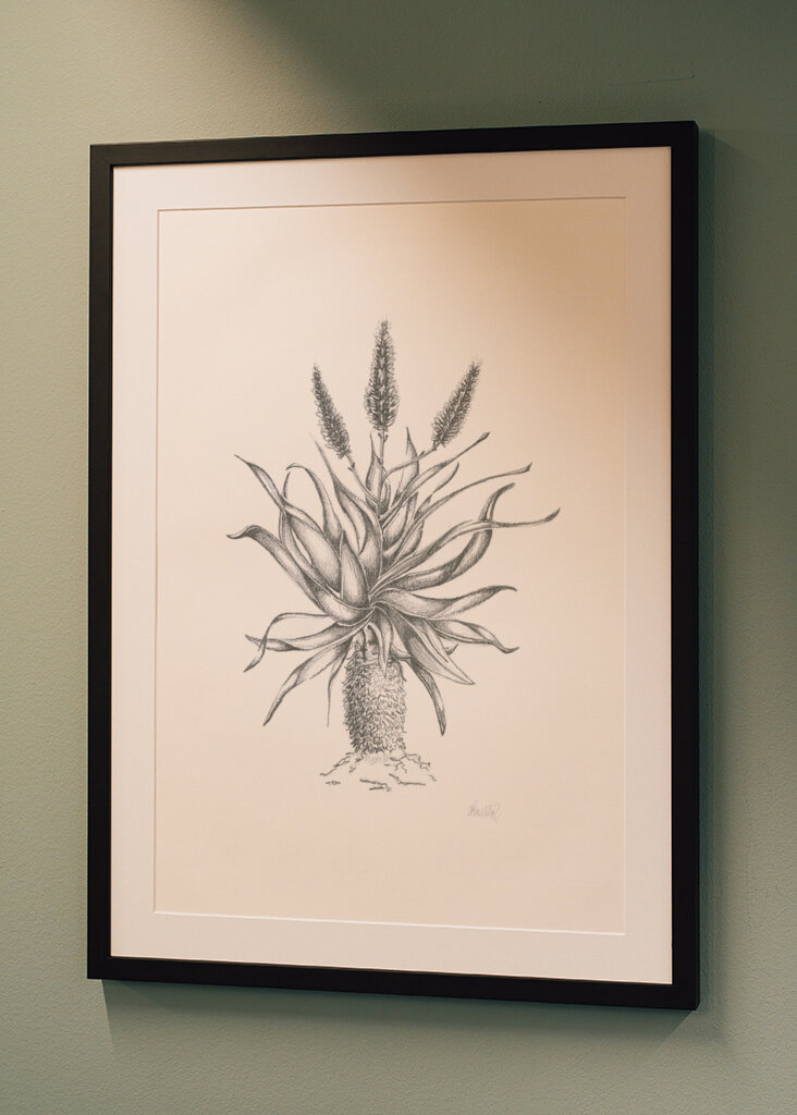 Půvabný květ aloe vera