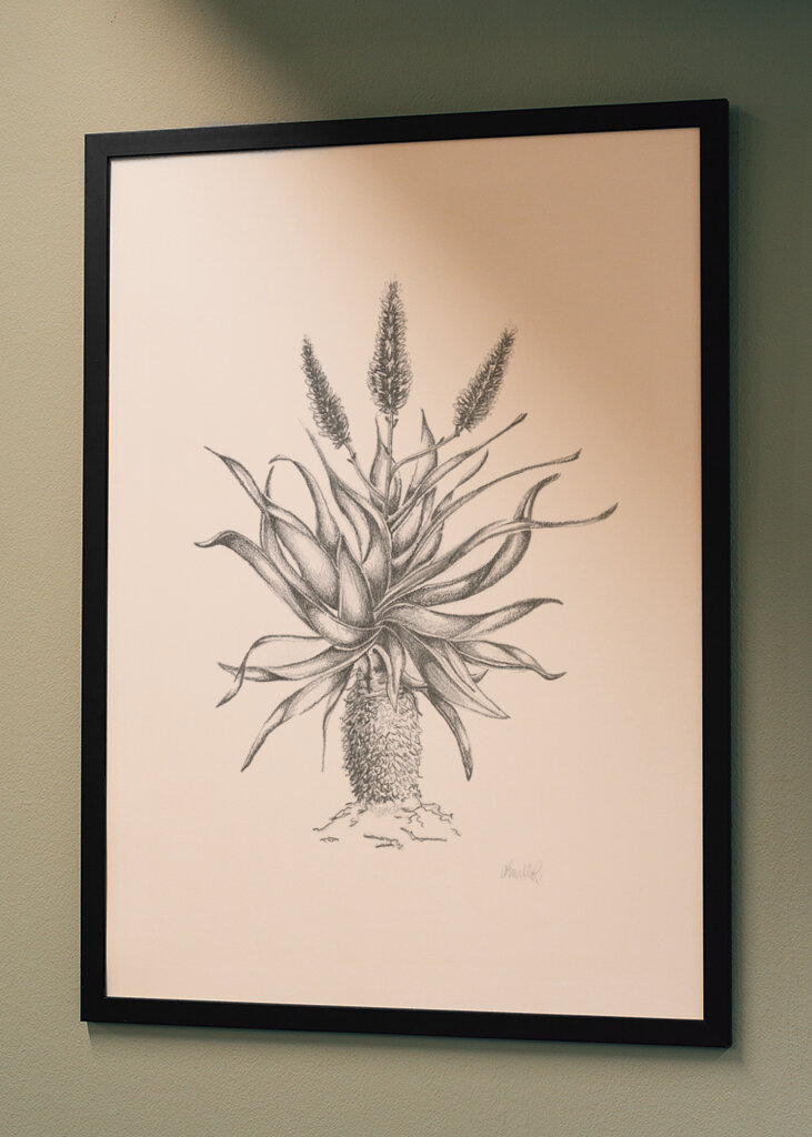 Půvabný květ aloe vera