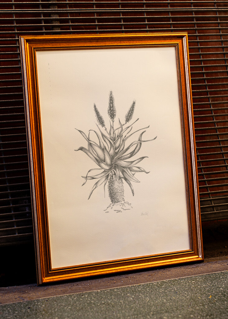 Půvabný květ aloe vera