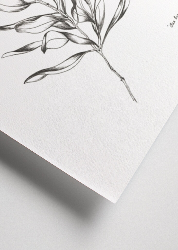 Delicate Olive Sketch