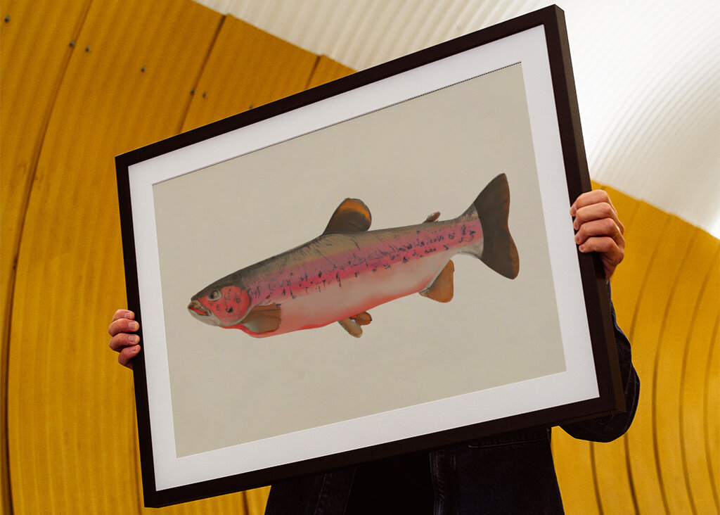 Regenbogenforelle Gelassenheit