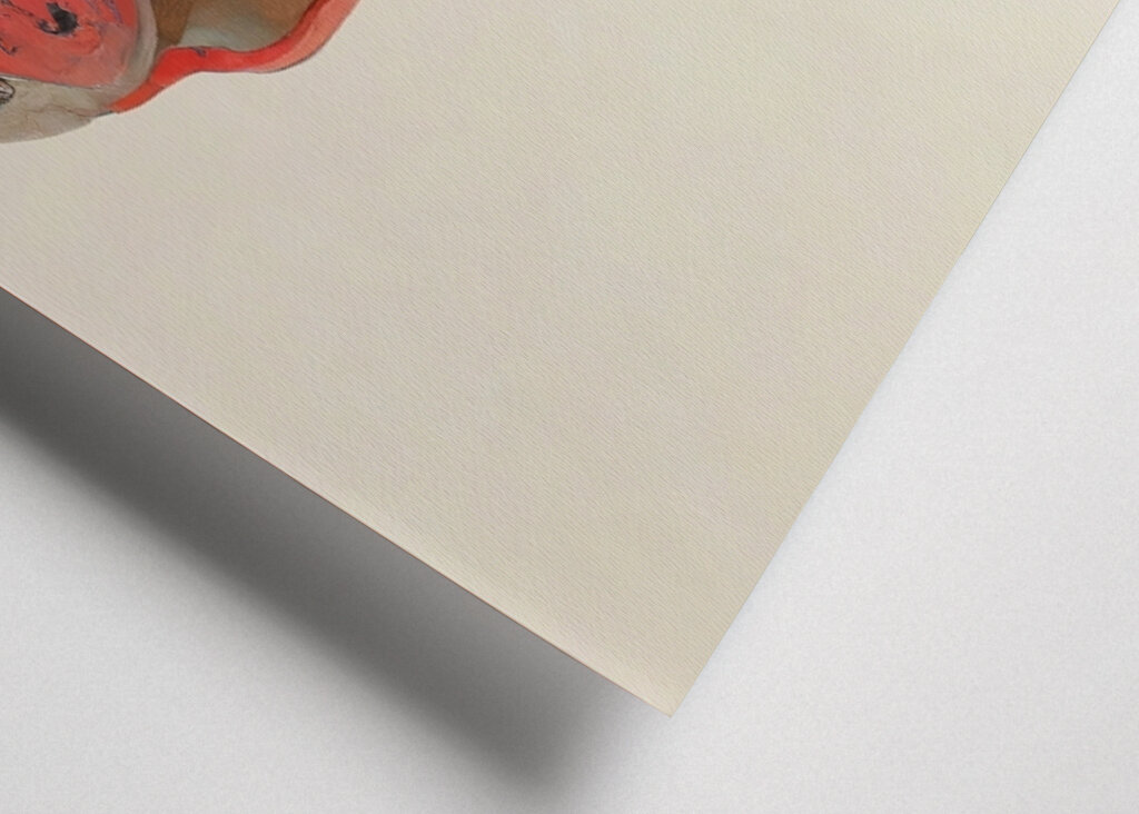 Regenbogenforelle Gelassenheit