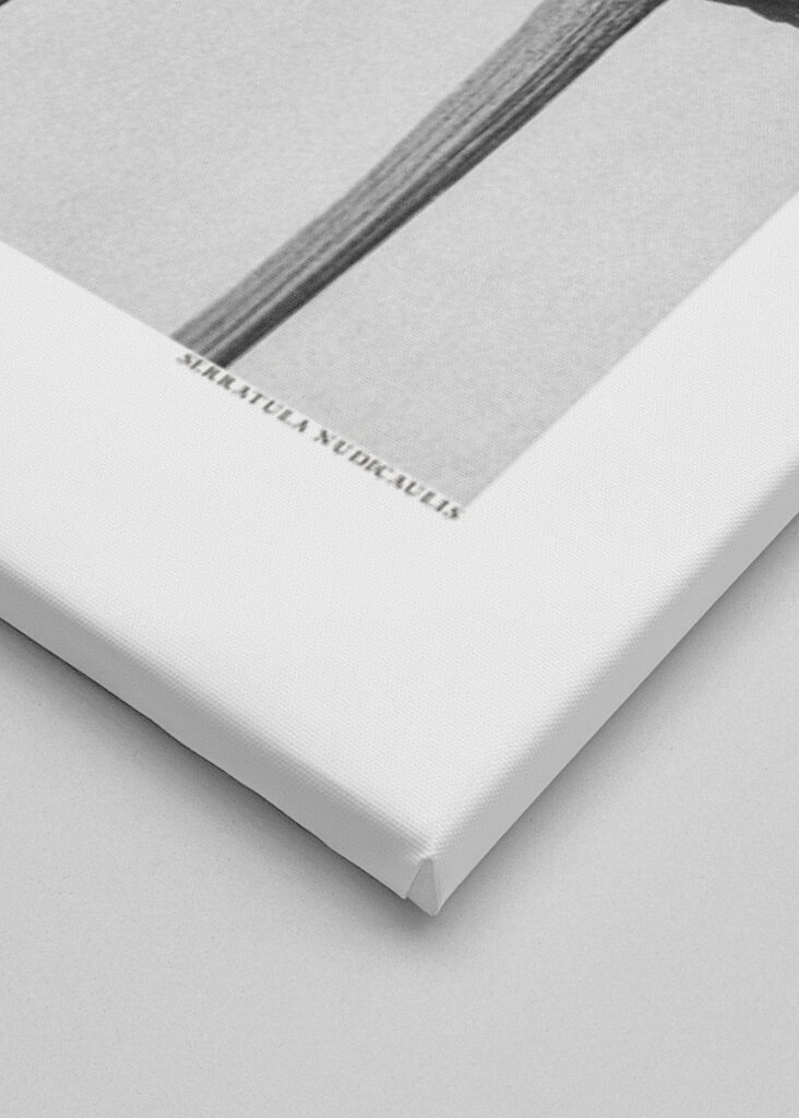 Serratula Nudicaulis	