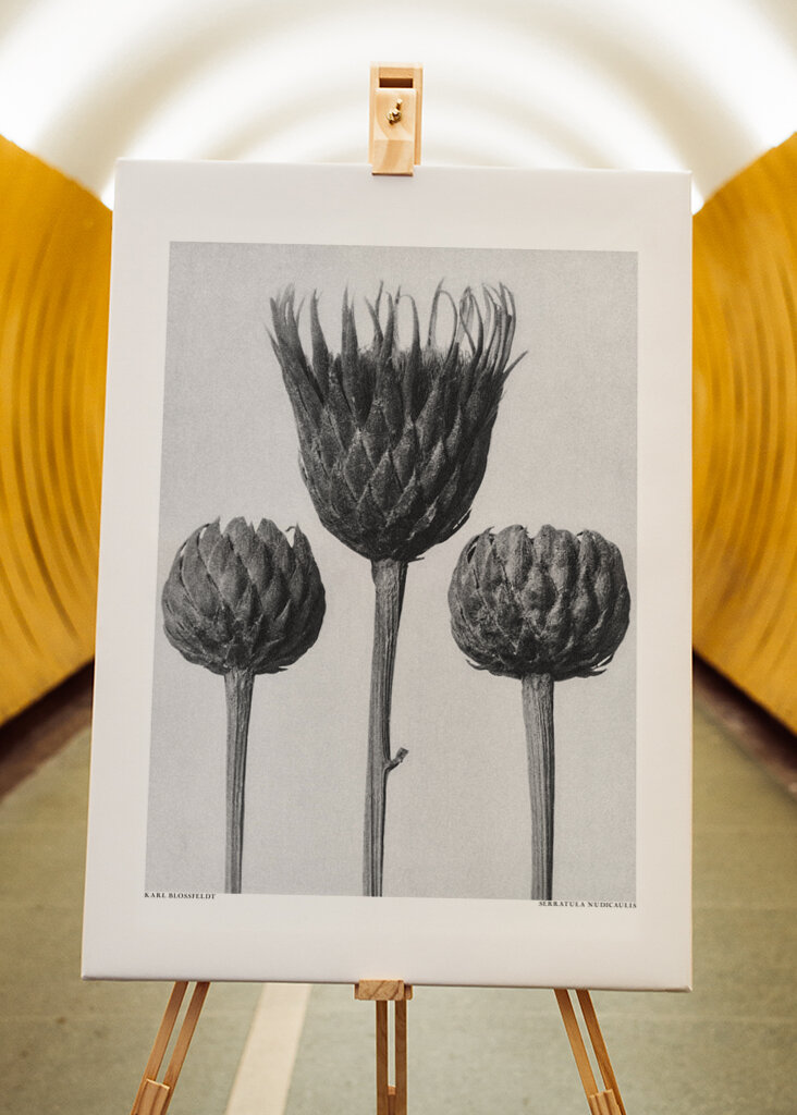 Serratula Nudicaulis	