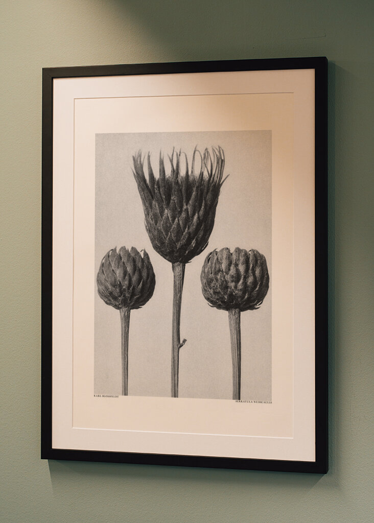 Serratula Nudicaulis	