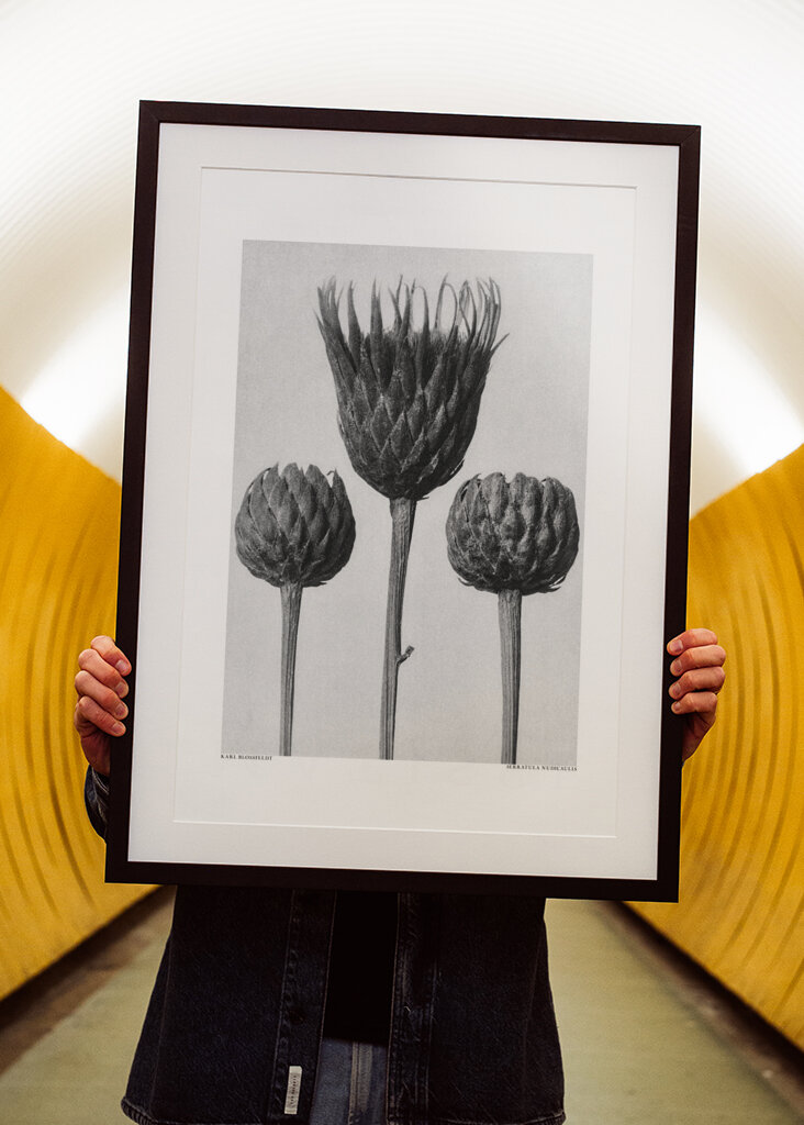 Serratula Nudicaulis	