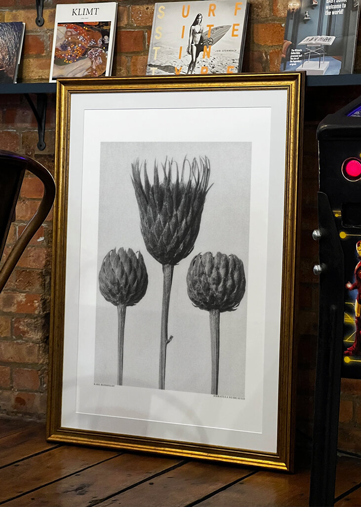 Serratula Nudicaulis	