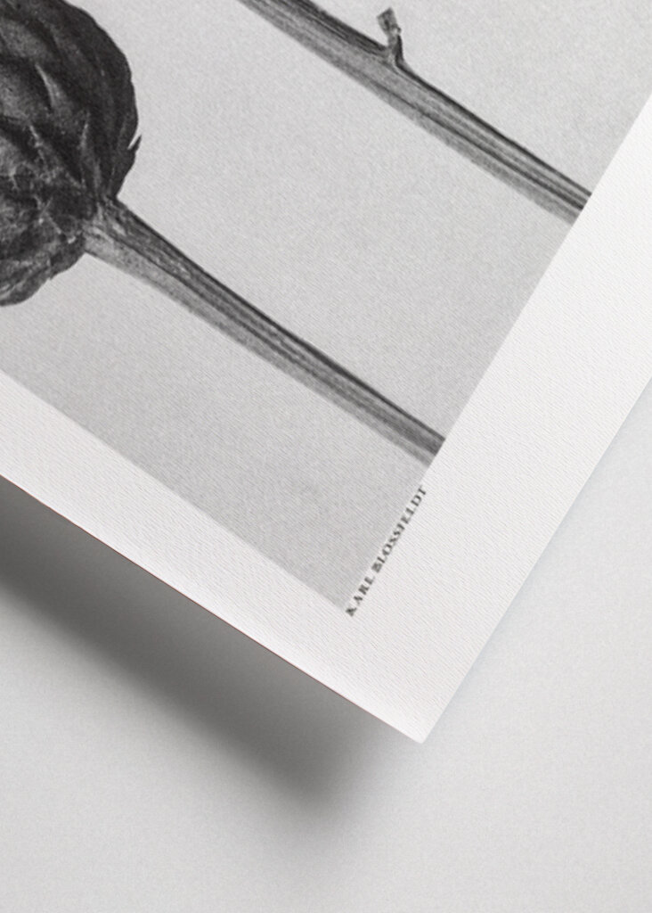 Serratula Nudicaulis	