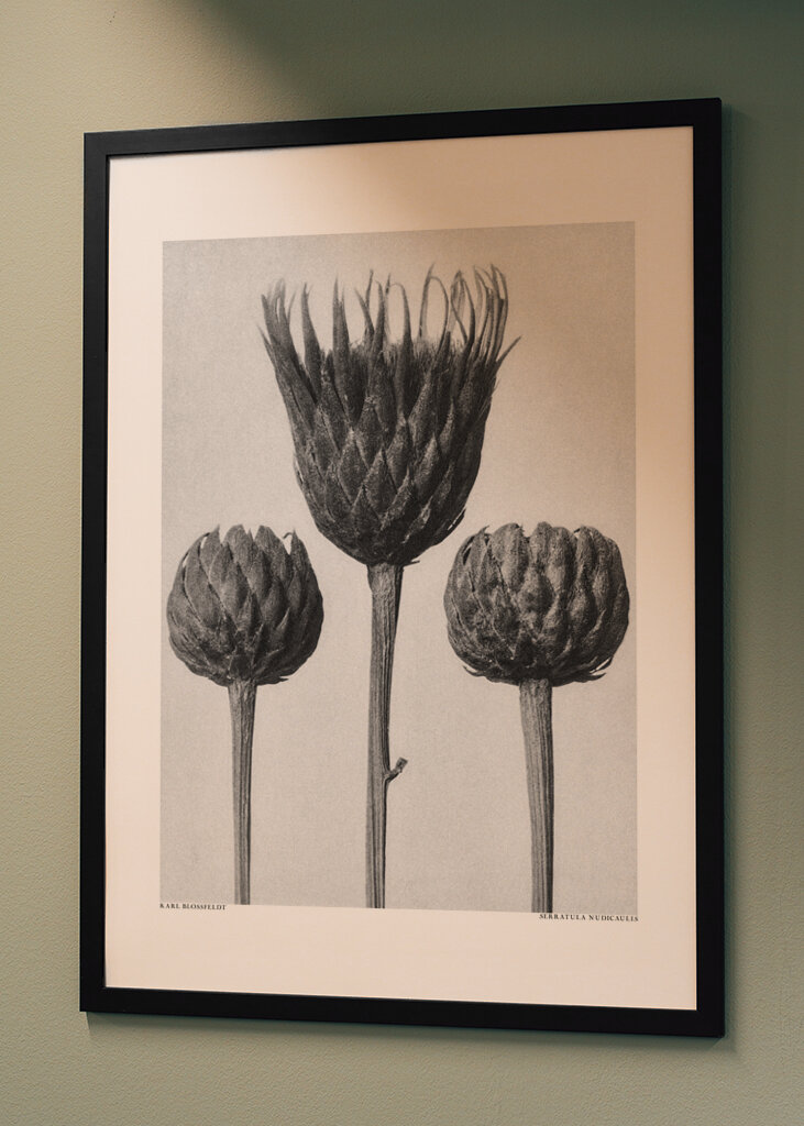 Serratula Nudicaulis	