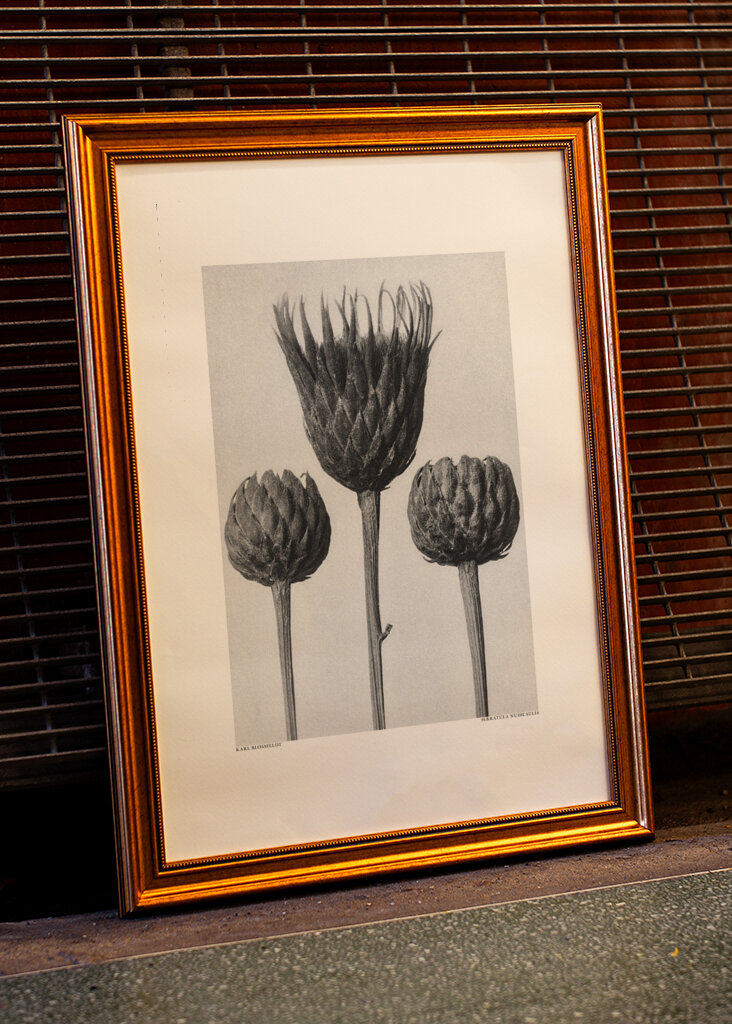 Serratula Nudicaulis	