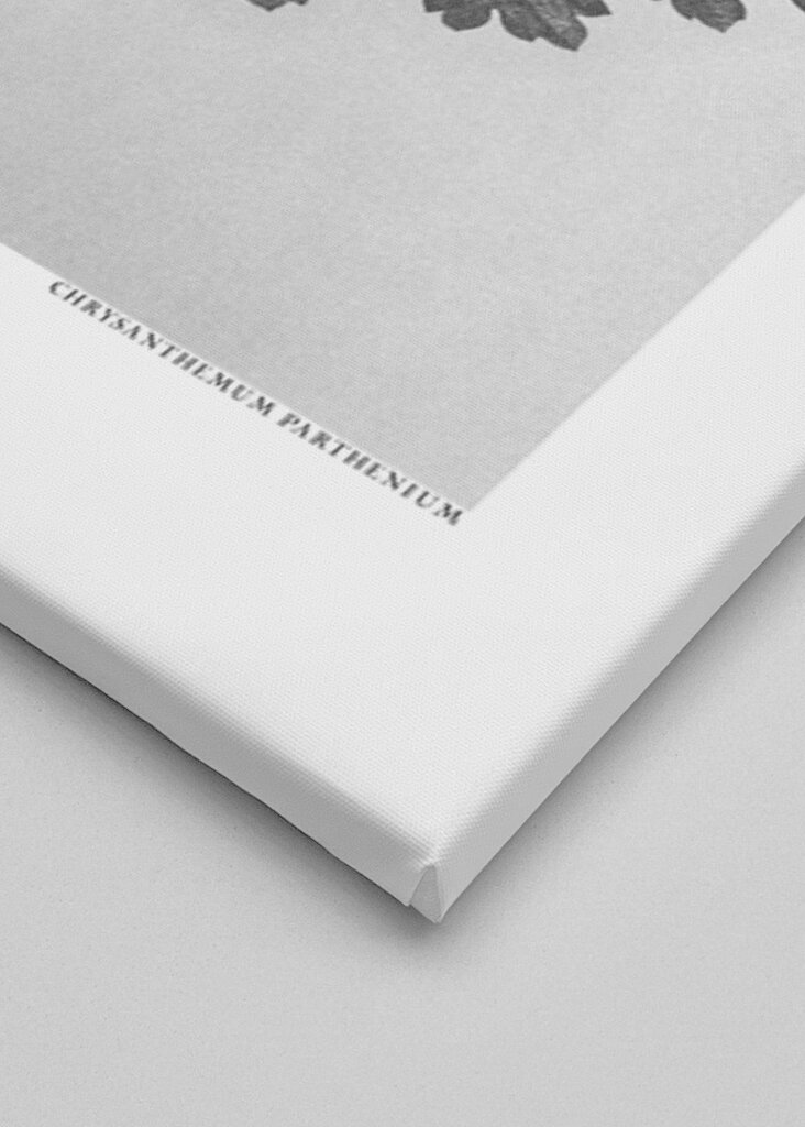 Chrysanthemum parthenium	