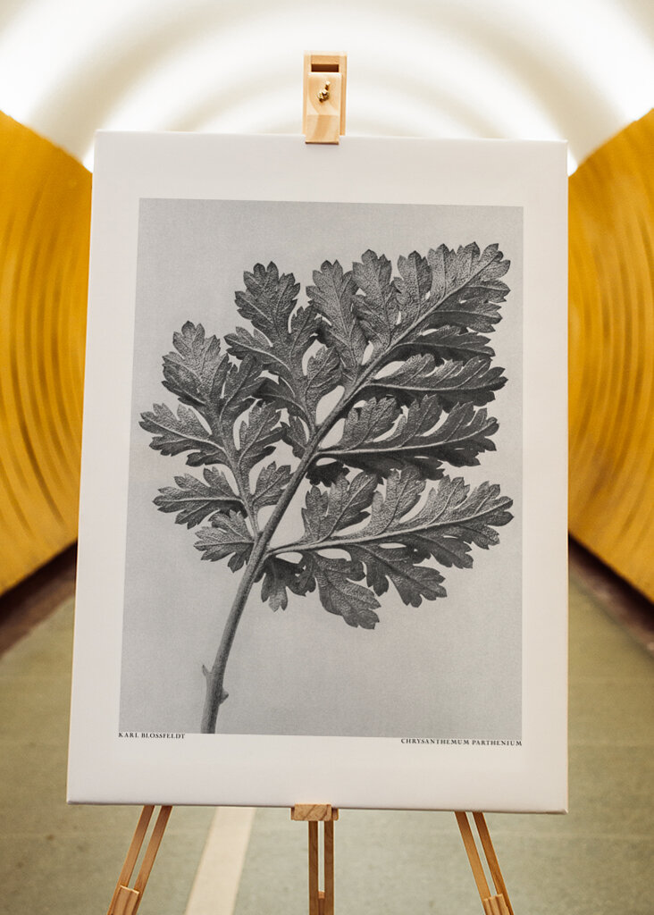 Chrysanthemum parthenium	