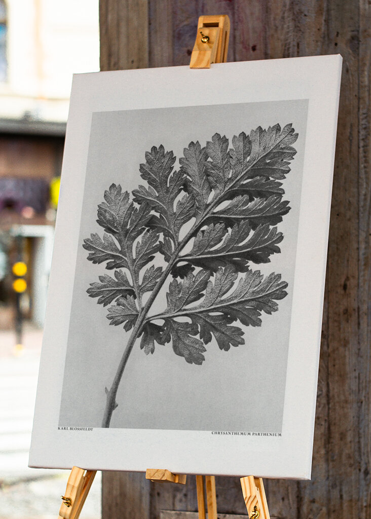 Chrysanthemum parthenium	