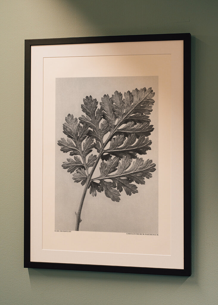 Chrysanthemum parthenium	