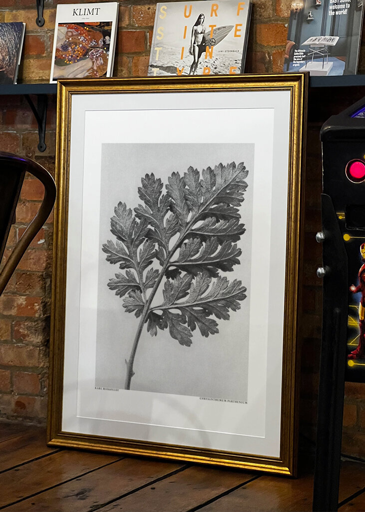 Chrysanthemum parthenium	