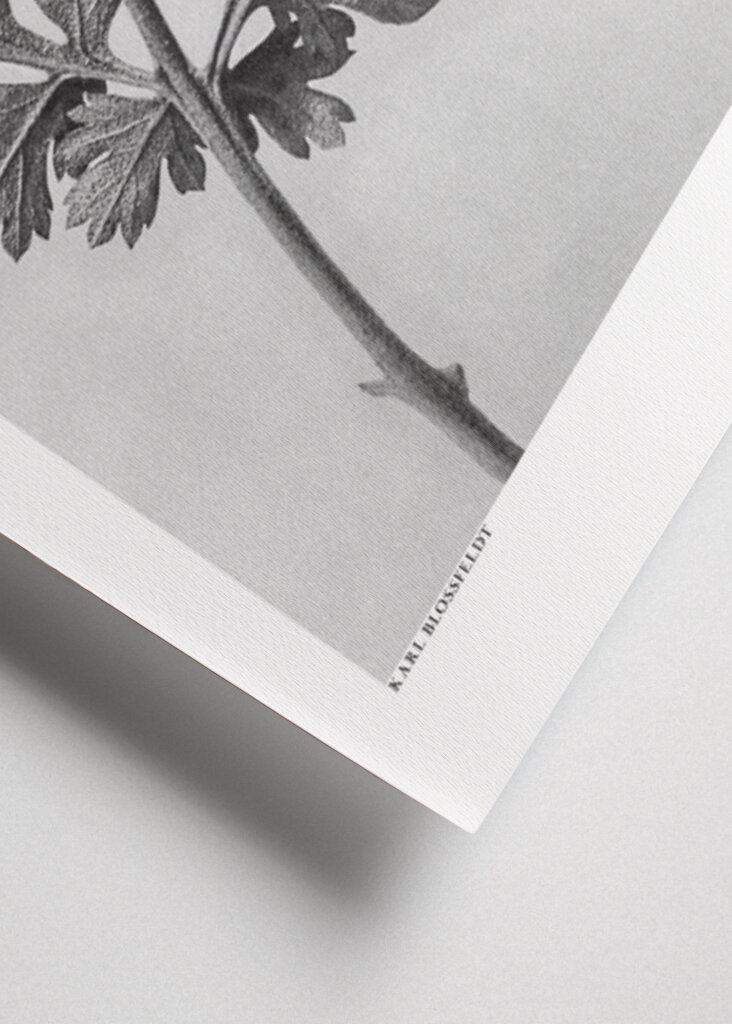 Chrysanthemum parthenium	