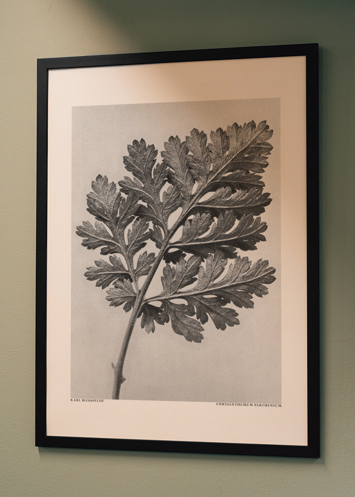 Chrysanthemum parthenium	