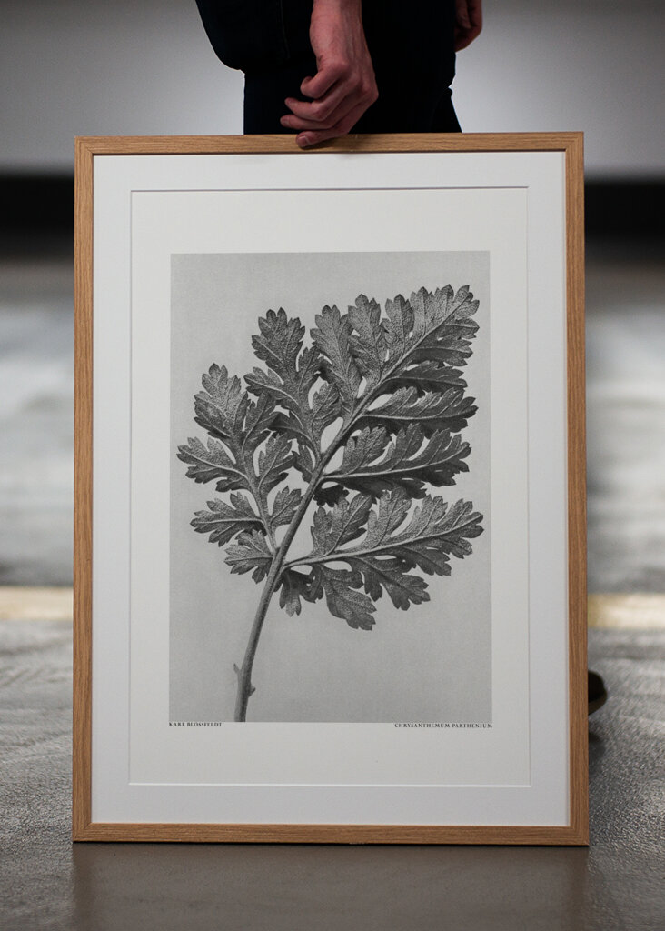 Chrysanthemum parthenium	