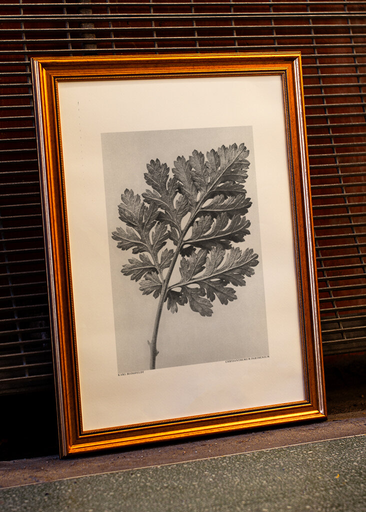 Chrysanthemum parthenium	