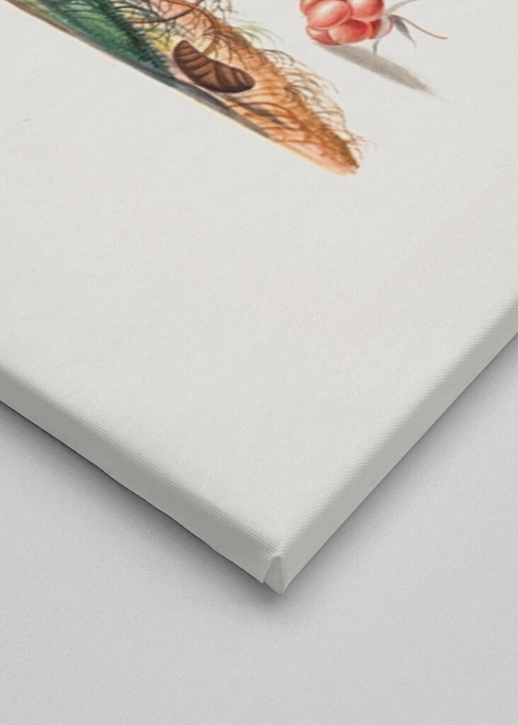 Eurasischer Zaunkönig	