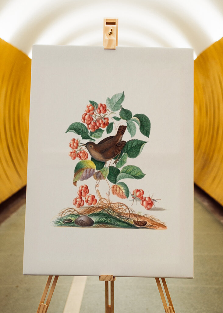 Eurasischer Zaunkönig	