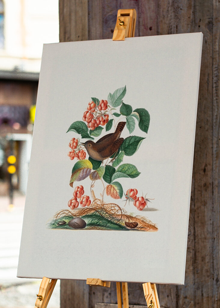 Eurasischer Zaunkönig	