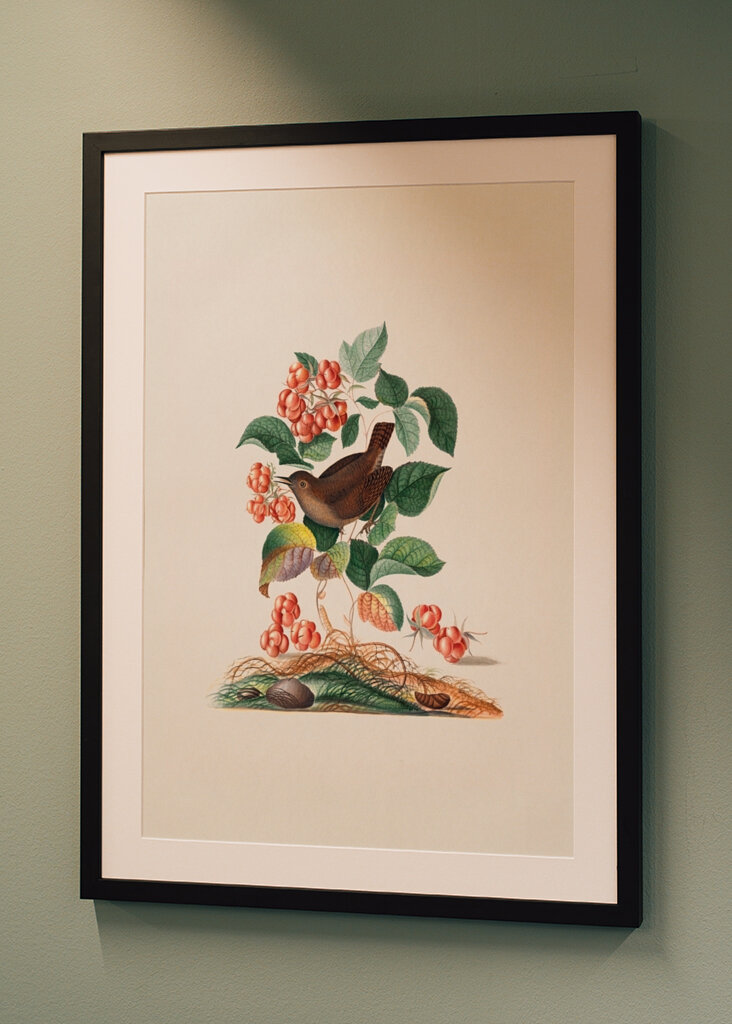 Eurasischer Zaunkönig	