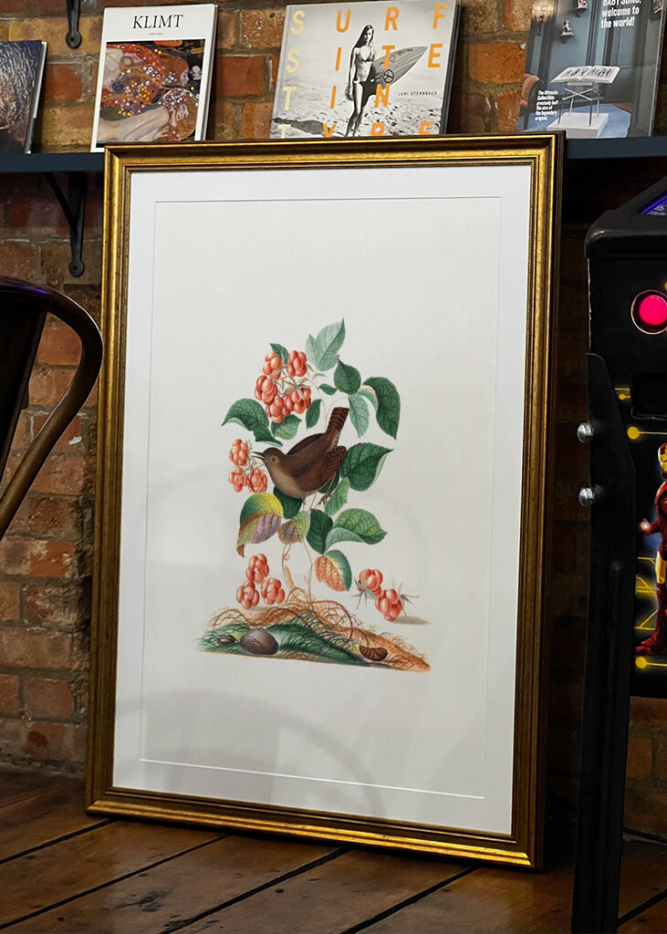 Eurasischer Zaunkönig	