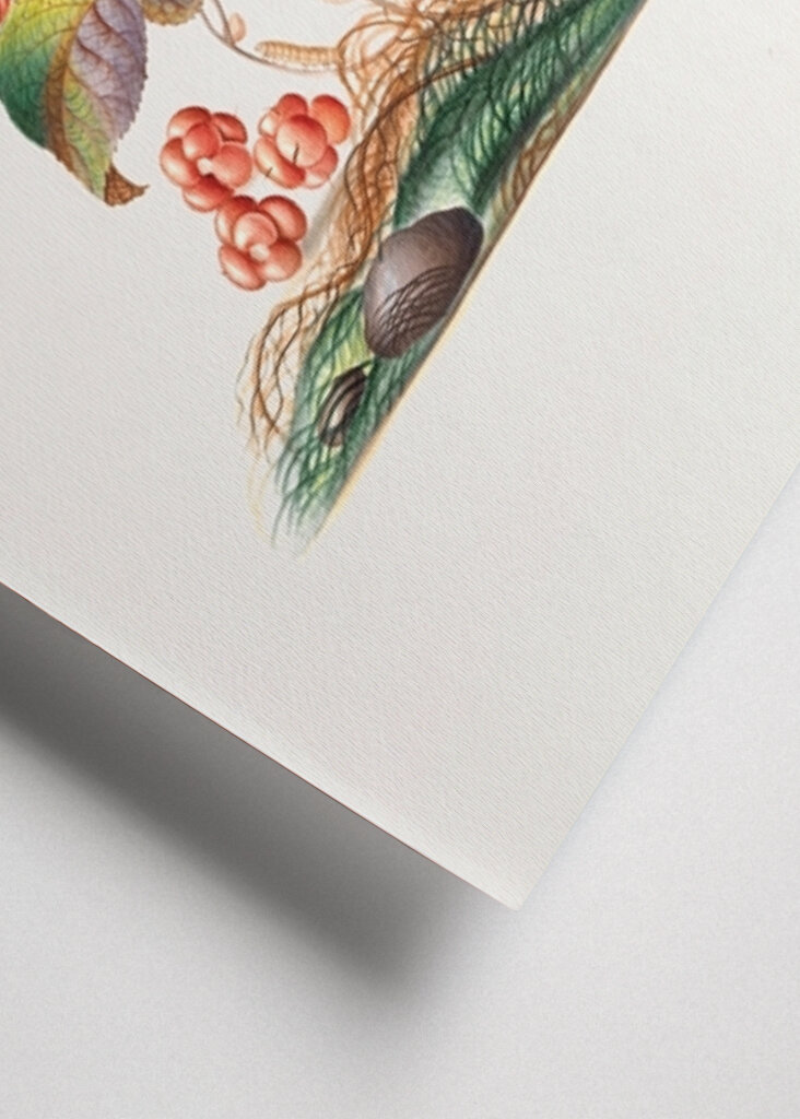 Eurasischer Zaunkönig	