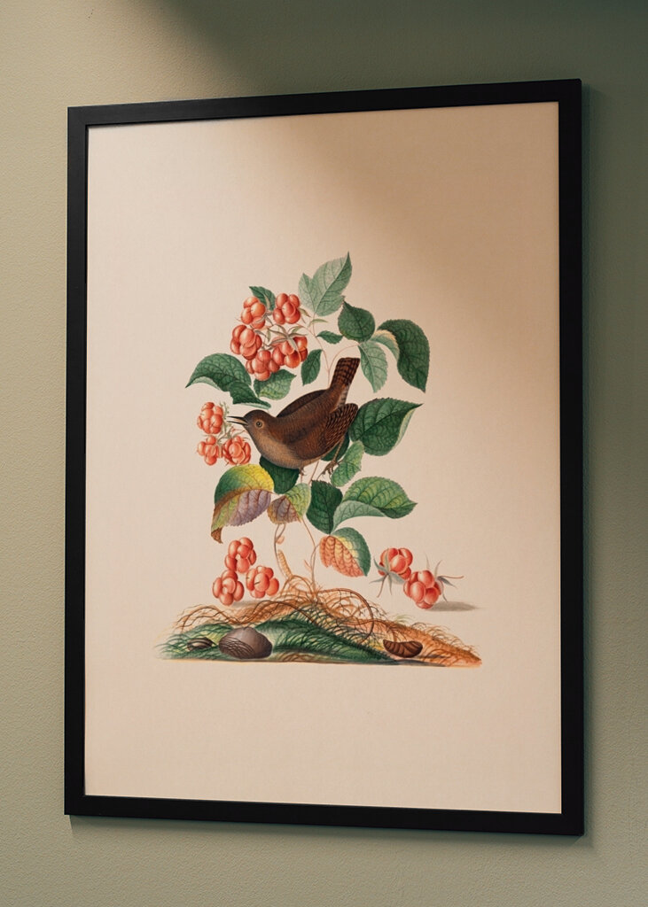 Eurasischer Zaunkönig	